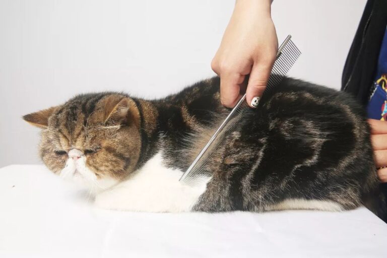 宁夏市场监管厅开展2023年秋季校园食品安全专项检查